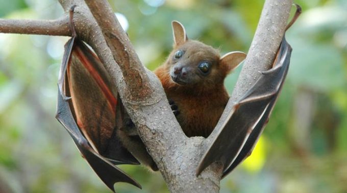 Greater short-nosed fruit bat (Cynopterus sphinx)
