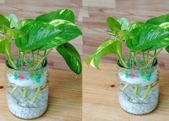 Plant the money plant in the right direction