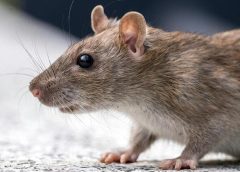 സംസ്ഥാനത്ത് എലിപ്പനി ബാധിച്ചവരുടെ എണ്ണത്തില്‍ വന്‍ വര്‍ദ്ധനവ്; കഴിഞ്ഞ 11 മാസത്തിനുള്ളിൽ 5,308 അണുബാധകളും 356 മരണങ്ങളും നടന്നതായി ആരോഗ്യ വകുപ്പ്