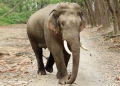 വയനാട്ടിൽ അലഞ്ഞുതിരിയുന്ന കാട്ടാനയെ മെരുക്കാൻ ഓപ്പറേഷൻ ആരംഭിച്ചു