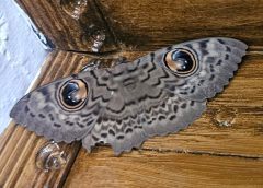 കൊടും വേനലിൽ അതിഥിയായി എത്തിയ മൂങ്ങ ശലഭം കൗതുക കാഴ്ചയായി