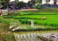 വിദ്യാർത്ഥികളിൽ കാർഷിക അവബോധം വളർത്തുന്നതിനായി ‘കതിർ’ പദ്ധതിക്ക് ജൂണ്‍ 5-ന് തുടക്കം കുറിക്കും