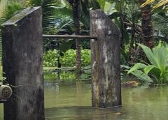 മഴയ്ക്ക് ശമനമില്ല; ദുരിതക്കയമായി കുട്ടനാട്
