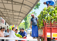 കൊരട്ടിമുത്തിയുടെ തിരുനാളിന് ഒരുക്കങ്ങൾ സജീവം; ഭക്തർക്ക് നിവേദ്യമായി നൽകാൻ പൂവൻകുലകളെത്തിത്തുടങ്ങി